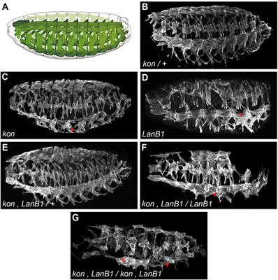 LanB1 Cooperates With Kon-Tiki During Embryonic Muscle Migration in Drosophila